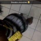 ELEVATOR ASS CLAP LOUD TURN DOWN MIZZ TWERKSUM OLD