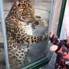 He's just a big fat cat!