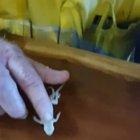 Guy helps little Gecko that fell and drowned into his beer.