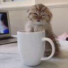 Доброе утро