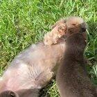 otter pups befriends yorkie pup