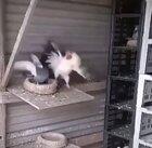 Rooster gets bodied by a pigeon.