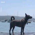 Dog squirts water when barking after a dip in the sea