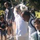 I could live a hundred lifetimes and never be as cool as this cat.