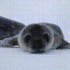 Seal boop
