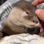 This is the most precious video I’ve ever seen.