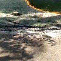 Controlled burn of pollen on the ground