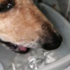 Já viram como um cachorro bebe água?