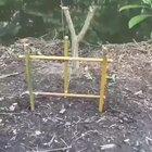 Catching a fish with a stone