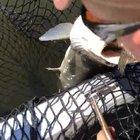 Saved a musky from choking! Both fish swam away alive and well!