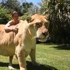 Liger, offspring of a male lion and a female tiger