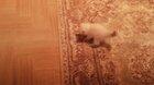 This kitten's afraid of its own shadow