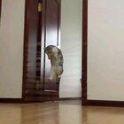 Cat jumping over tapes