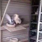 This cock got a hard spanking