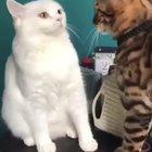 Almost died on the outside