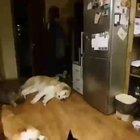 В тылу врага.