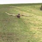 Proud boy finding best stick