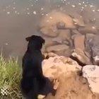 Good boy rescue service