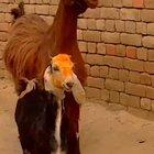 These goats (sound on).