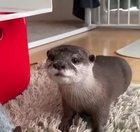 An extremely rare T-Rexottersaurus!