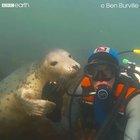 I'm going to make you want a pet seal