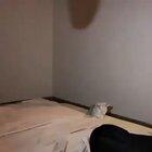 I didn't scare! hooman! I just want to jump!