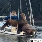 Ever felt like being seally on a boat?