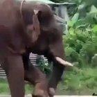 🔥 Elephant uses a stick to clean in-between its toes