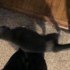 My cat doesn’t let me take a single step with out being right by my side, literally... Reddit meet Basil