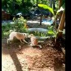 Bruz Leee's Doggo kicking some ass! Can't stop watching the perfect flying kick..