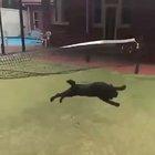 When a dog overestimates its own capabilities