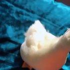 Just saw this video of a baby duck and it’s too cute