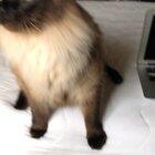 I love messing with him. But I also love petting him.