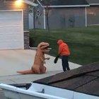 When little legs can't keep up with Halloween. 🎃