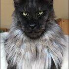 If a royal bloodline exists for domesticated cats, Vivo is their King.