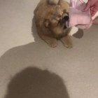 I steal shoes and your hearts 💕