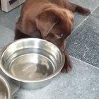 A puppy’s first time drinking out of her bowl