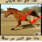 Funny horse
