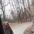 🔥 The way this bear walks