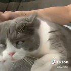 So Indian joker has a pet now