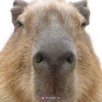 The carpincho has a good facha