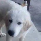 GET THAT SHIT OUT OF MY FACE KAREN