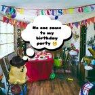 Le incel doge has arrived