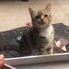 Teaching my cat to read! She’s incredible