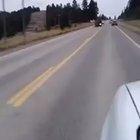 The Griswold Christmas Tree