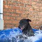 Splashing pupper