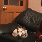 My dog just sup’d me