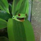 This frog has very cute eyes