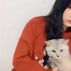 Cats reacting to cat filters