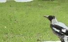 A magpie's dream of becoming a bat gets ruined by his friend